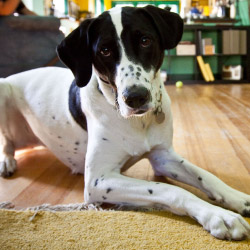 DFW DogWatch, Fort Worth, Texas | Indoor Pet Boundaries Contact Us Image