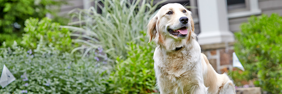 DFW DogWatch, Fort Worth, Texas | Home Slider Image