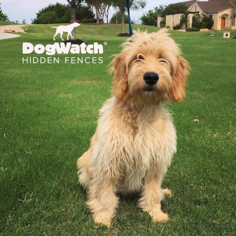 DFW DogWatch, Fort Worth, Texas | Photo Gallery  Image