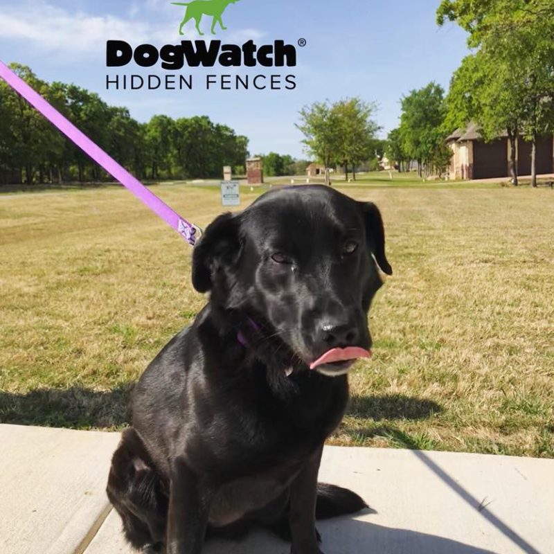 DFW DogWatch, Fort Worth, Texas | Photo Gallery  Image