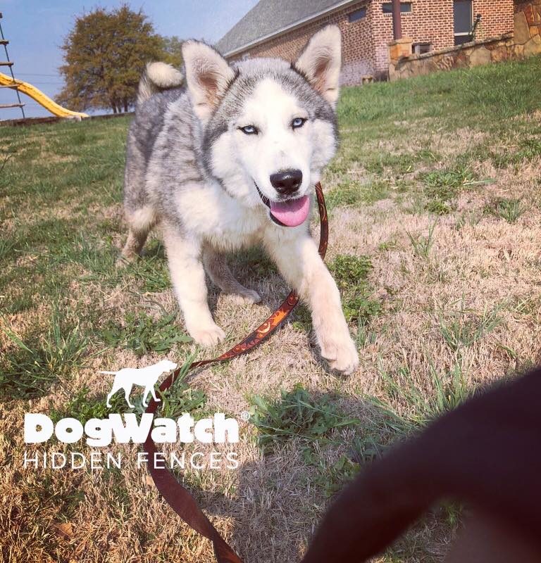 DFW DogWatch, Fort Worth, Texas | Photo Gallery  Image