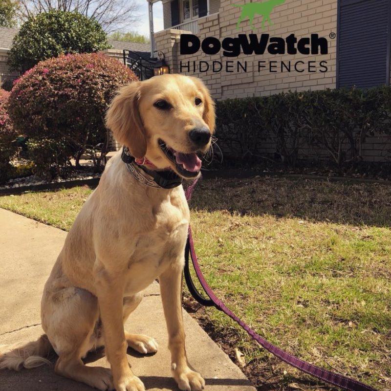 DFW DogWatch, Fort Worth, Texas | Photo Gallery  Image