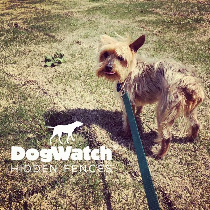 DFW DogWatch, Fort Worth, Texas | Photo Gallery  Image