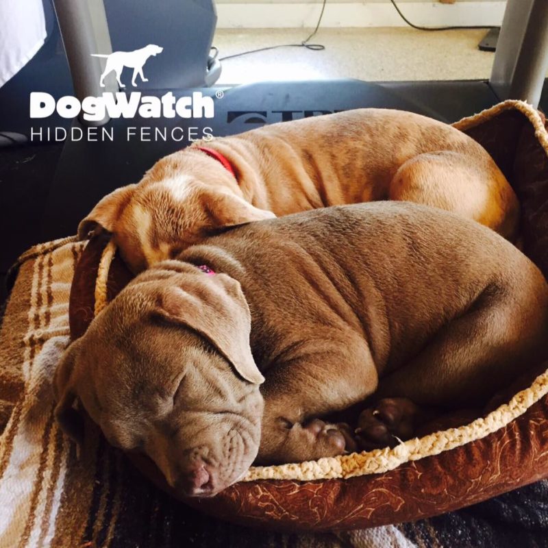 DFW DogWatch, Fort Worth, Texas | Photo Gallery  Image