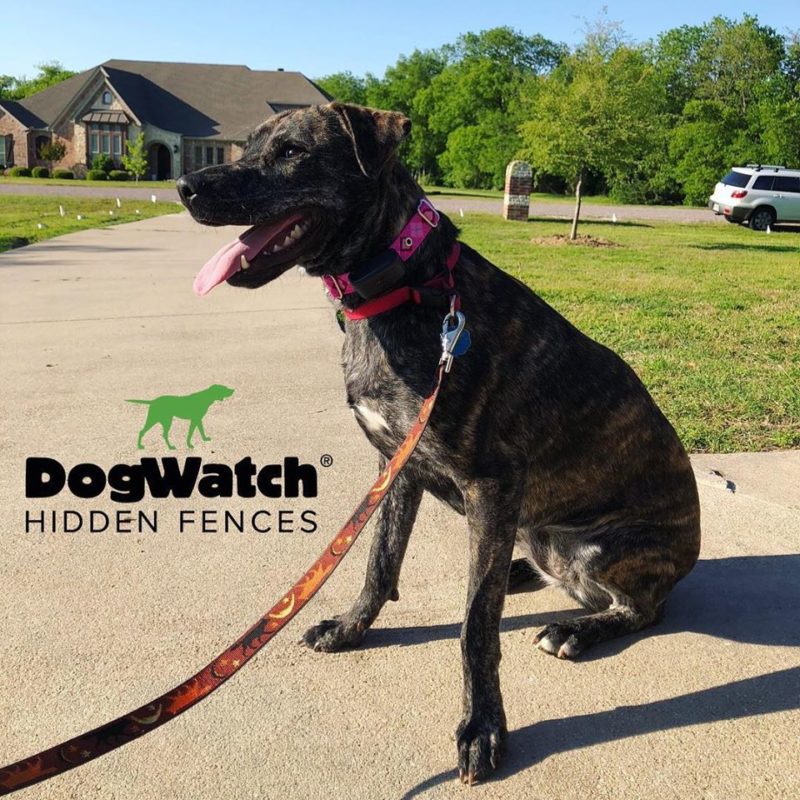 DFW DogWatch, Fort Worth, Texas | Photo Gallery  Image