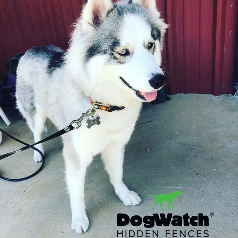 DFW DogWatch, Fort Worth, Texas | Photo Gallery  Image