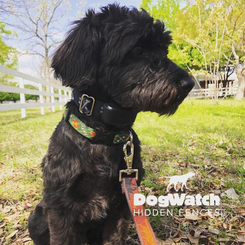 DFW DogWatch, Fort Worth, Texas | Photo Gallery  Image
