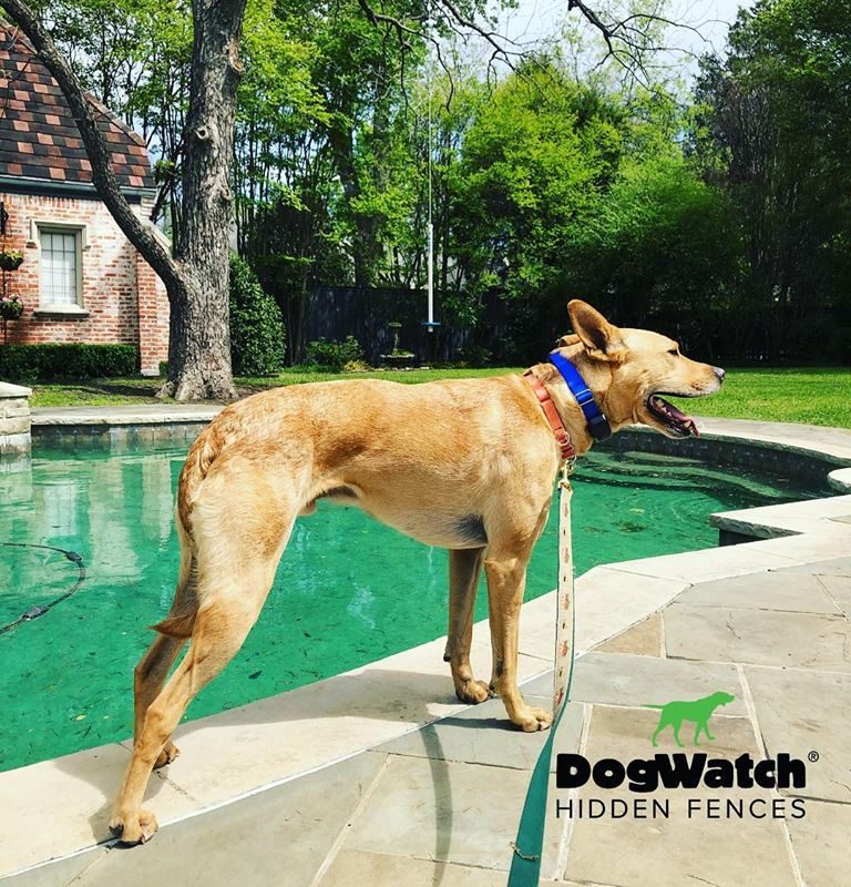 DFW DogWatch, Fort Worth, Texas | Photo Gallery  Image