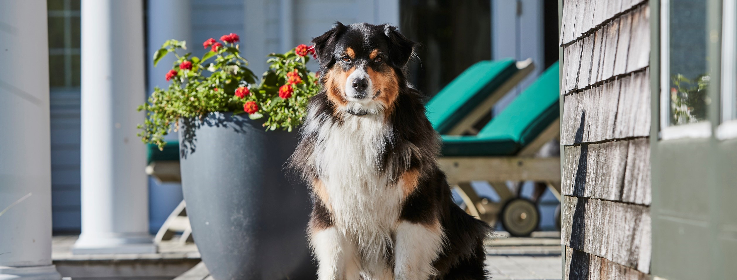 DFW DogWatch, Fort Worth, Texas | Home Slider Image